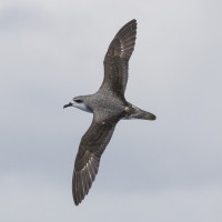 Cook's Petrel